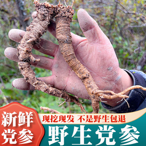 2025年新鲜野生党参 现挖现发 官方旗舰店正