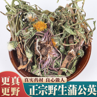 野生蒲公英500g克新鲜中药材蒲公英茶正品特级官方旗舰店浦公英根