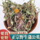 野生蒲公英500g克新鲜中药材蒲公英茶正品 特级官方旗舰店浦公英根