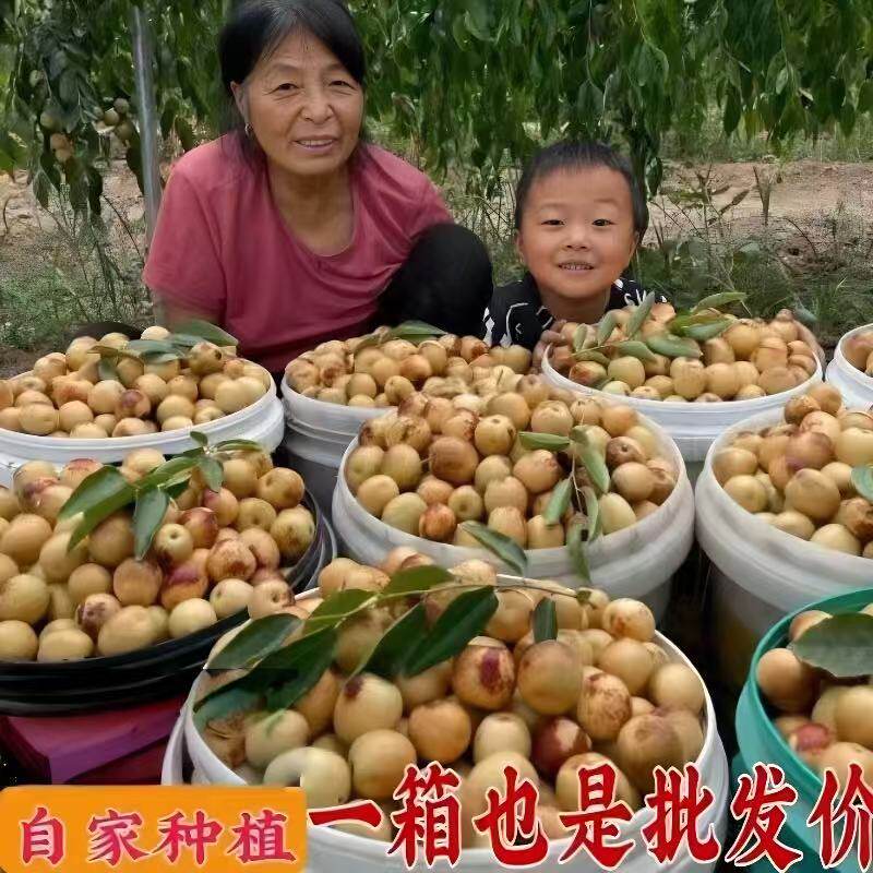 【正宗陕西大荔冬枣】果王新鲜脆甜孕妇水果产地直发非山东山西