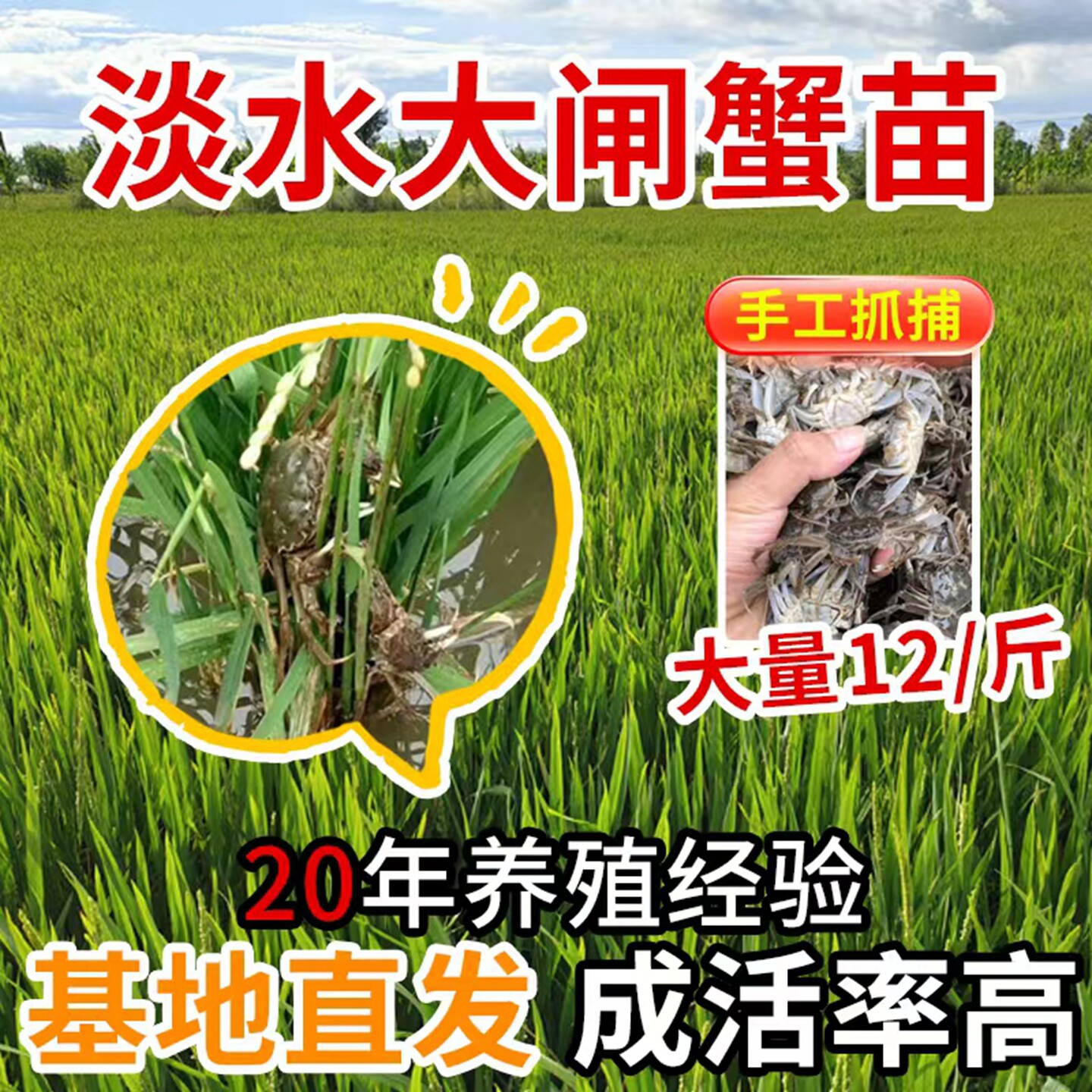 活蟹正宗盘锦河蟹大闸蟹苗中华绒螯淡水蟹苗扣蟹毛蟹小螃蟹苗