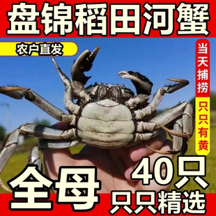 正宗盘锦稻田河蟹公母40只一元鲜活螃蟹大闸蟹现货香辣蟹小螃蟹