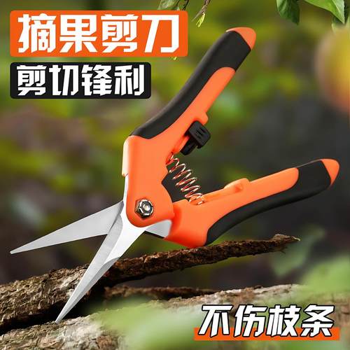 摘果剪强力修枝园林树枝稀果花艺剪葡萄水果专用剪刀蔬果采摘剪子