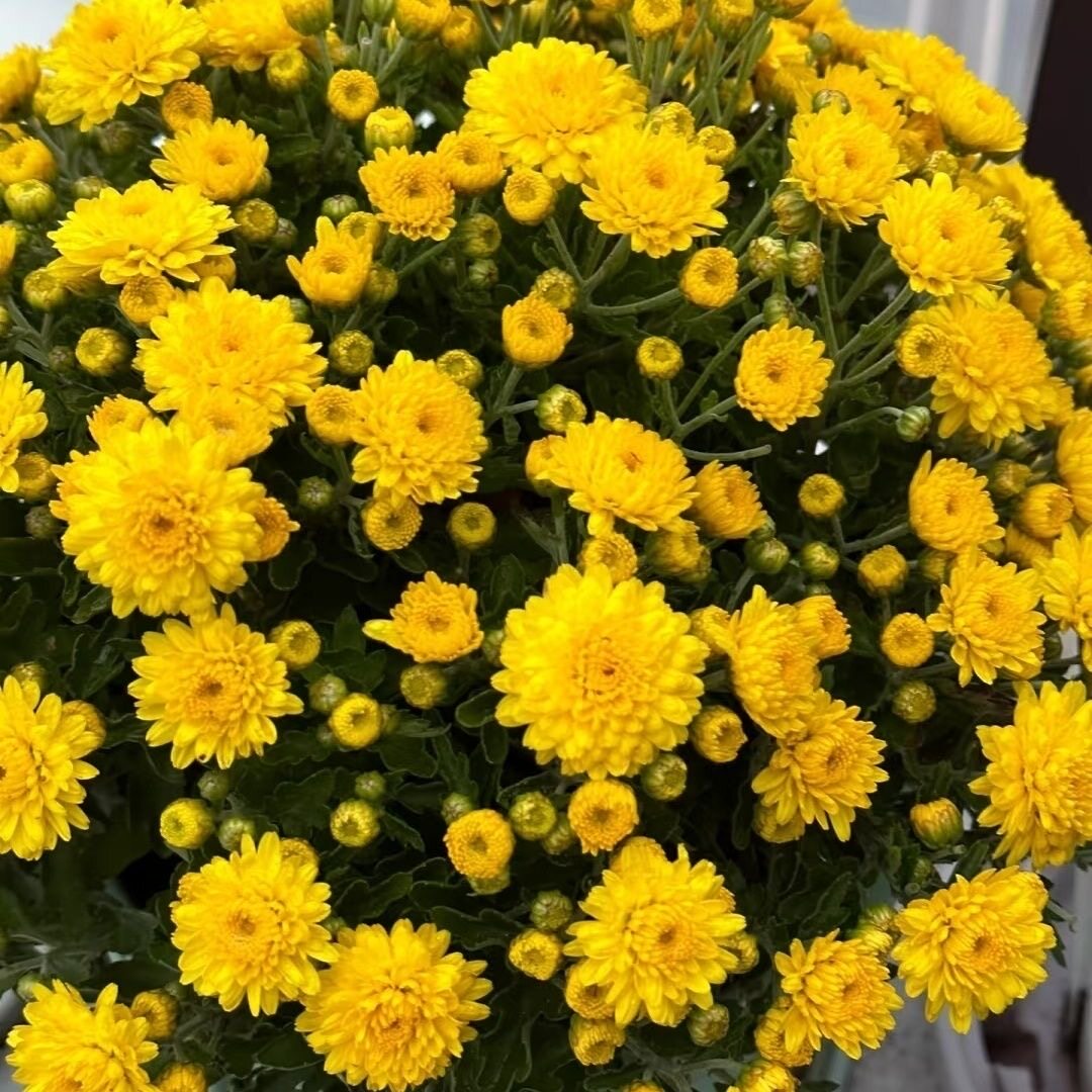 千头菊黄色。菊花鲜花盆栽带花苞大花九月菊四季开花室内外耐寒绿