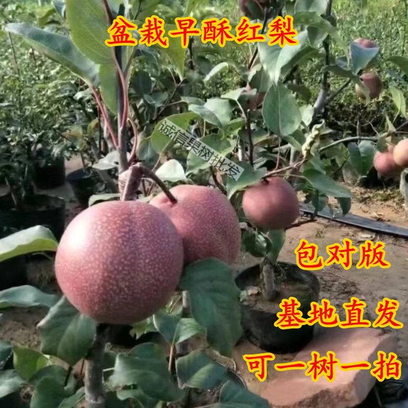 矮化梨树盆栽当年结果早酥红梨室内外南北方栽种阳台嫁接盆景红梨