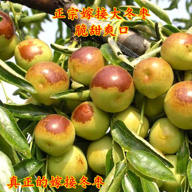 嫁接枣树苗南方北方种植枣子树红青脆甜冬枣庭院盆栽地栽当年结果