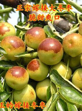 嫁接嫁接脆甜大冬枣树