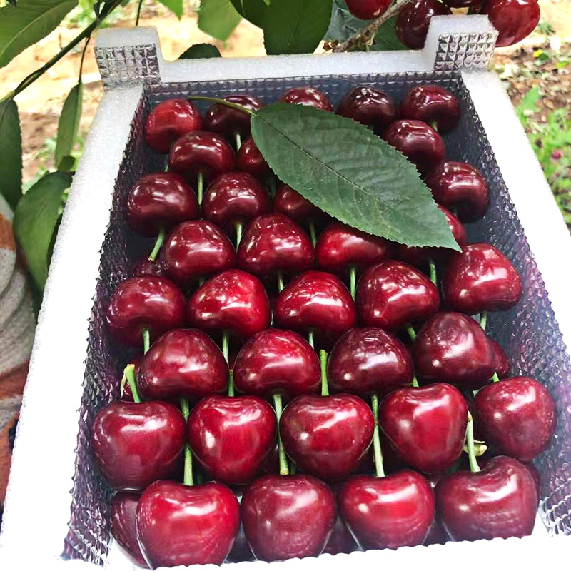 【顺丰空运】现摘现发大连美早大樱桃新鲜水果国产车厘子3j4j特大
