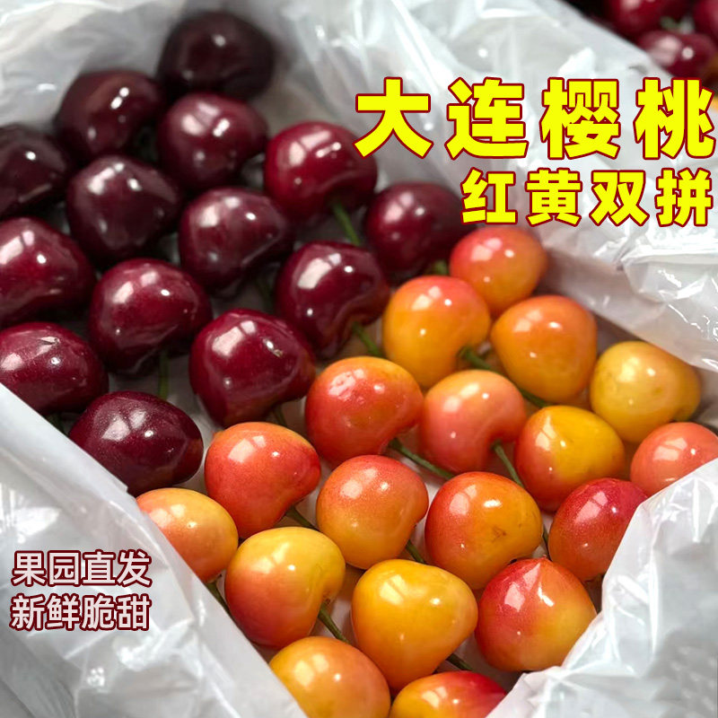 红黄双拼大连大樱桃美早佳红黄樱桃新鲜水果