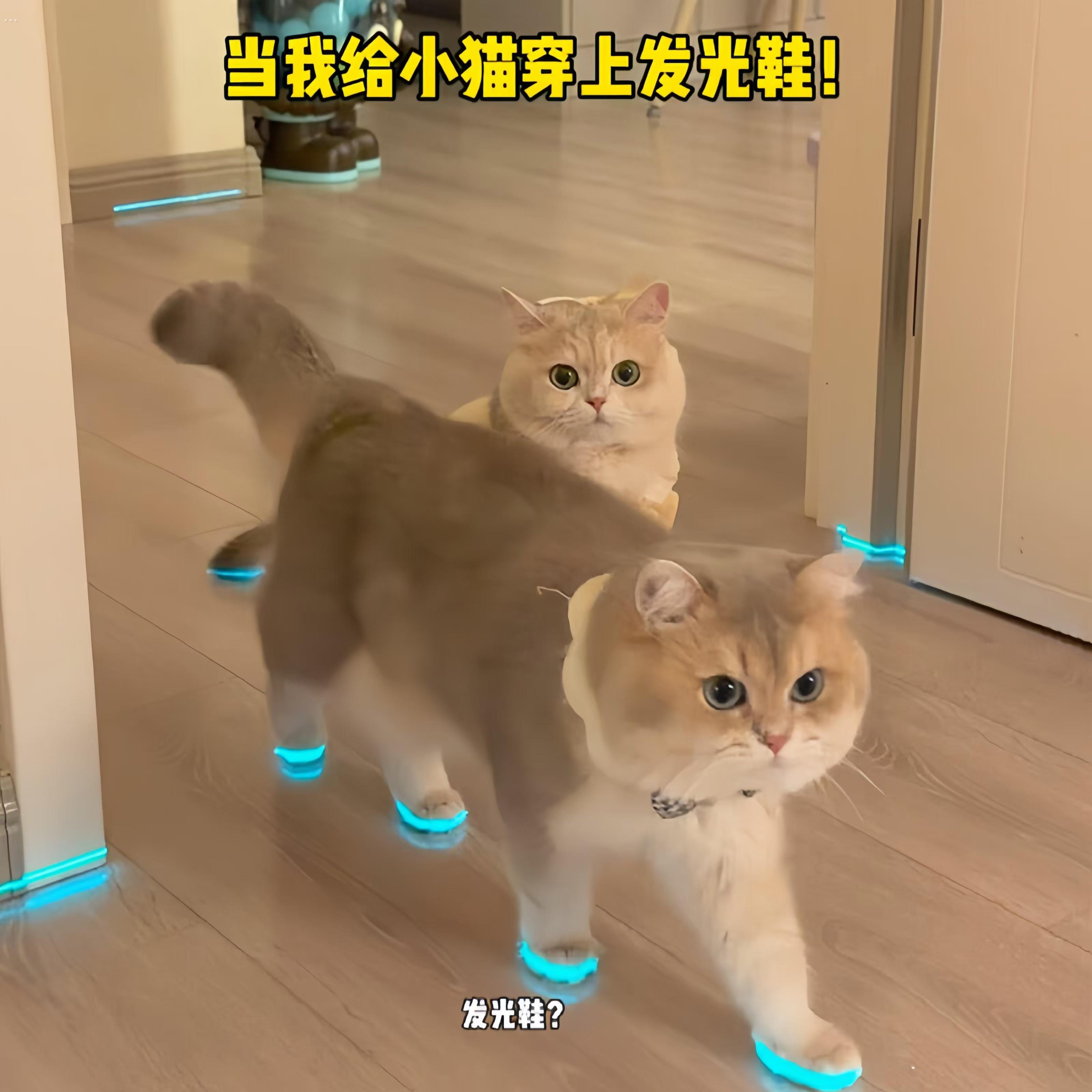 猫咪发光鞋宠物狗狗鞋子哨子夜光儿童玩具夜间拍照小配件撸猫装扮