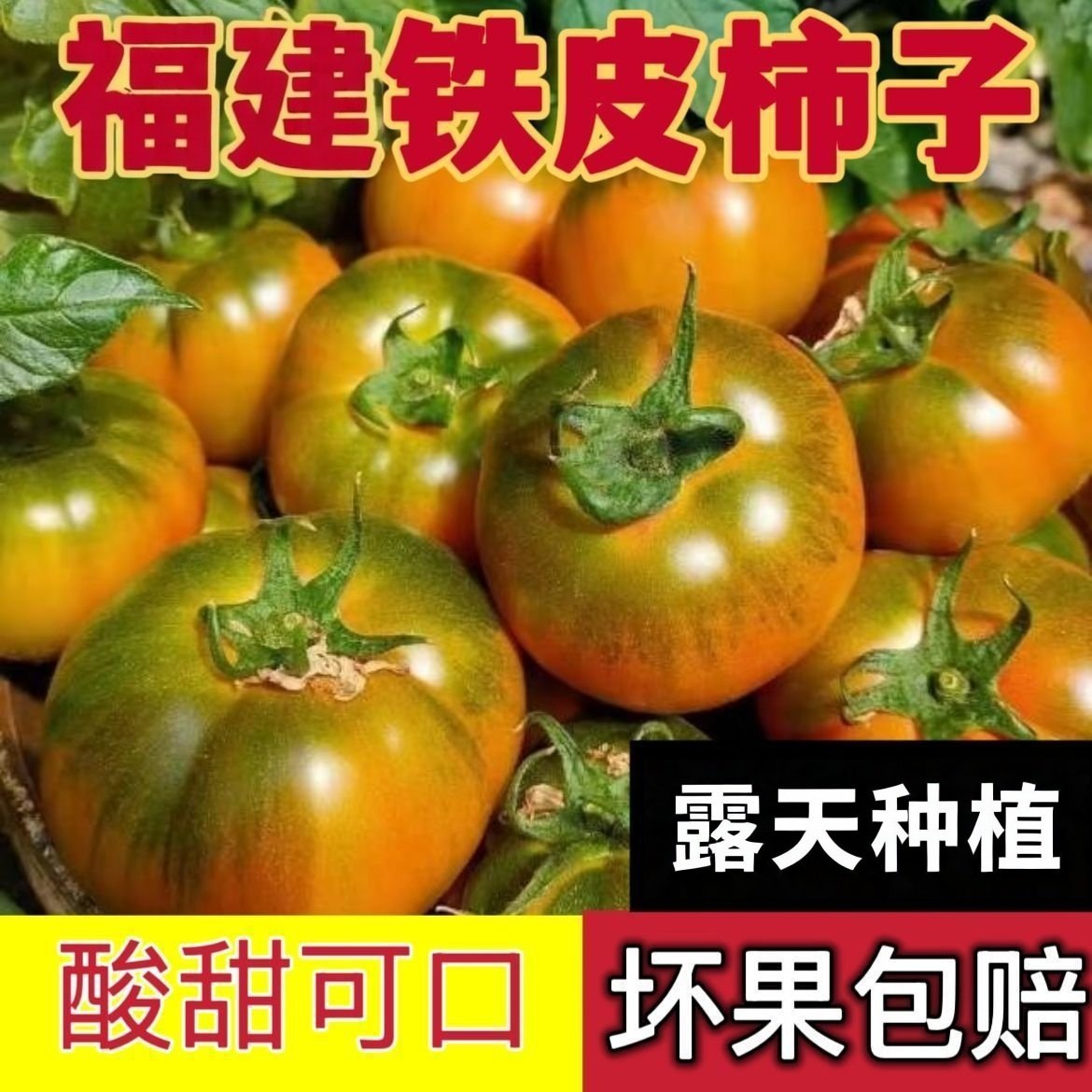 正宗草莓番茄铁皮柿子西红柿新鲜当季水果露天种植3-5斤现摘包邮,水产肉类/新鲜蔬果/熟食,番茄,淘宝优惠券,粉丝福利购,淘宝优惠卷
