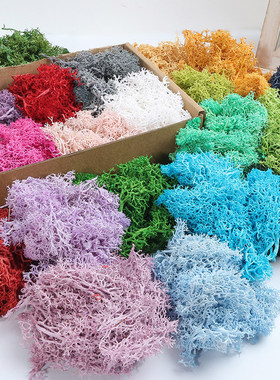 永生花苔藓 造景道具配花盆景diy干花相框植物画材料盒装花装饰品