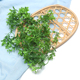 仿真植物 三叉塑料水草 绿植塑料草叶子 DIY手工花环手腕花配件
