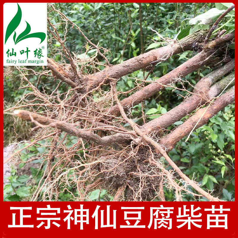 正宗豆腐柴苗神仙豆腐树观音柴斑鸠树臭黄荆腐婢仙叶缘