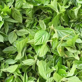 豆腐柴鲜叶炒菜烧汤神仙斑鸠臭黄荆叶观音树叶温州泰顺野菜