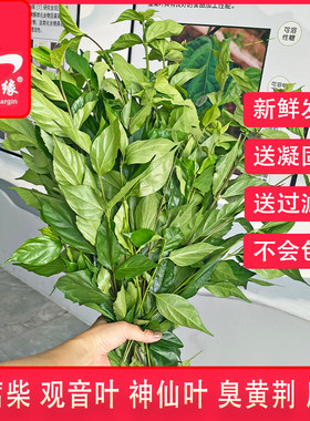 整束鲜叶绿豆腐柴神仙斑鸠臭黄荆观音豆腐树叶泰顺凉粉叶温州野菜