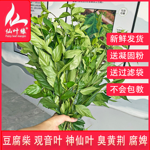 整束鲜叶绿豆腐柴神仙斑鸠臭黄荆观音豆腐树叶泰顺凉粉叶温州野菜