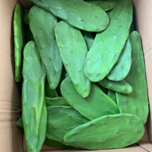 米邦塔仙人掌可食用种植无刺仙人掌盆栽室内户外