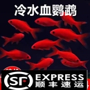 冷水鹦鹉鱼招财鱼淡水鱼好养耐活发财鱼活体金鱼苗冷水观赏鱼