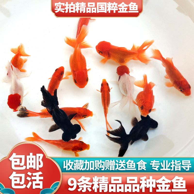 金鱼活鱼观赏鱼小型淡水冷水鱼鱼苗兰寿锦鲤蝶尾红狮子头草金龙睛