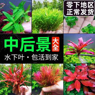 中景水草后景草真水草植物红色鱼缸草缸造景阴性套餐丁香新叶底红