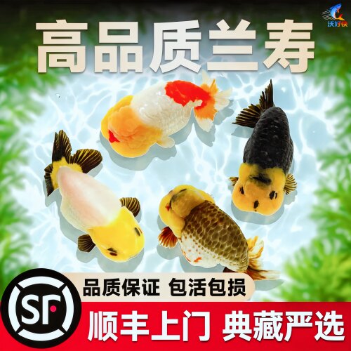 发顺丰严选典藏兰寿金鱼大兰寿