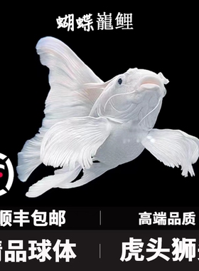 蝴蝶鲤鱼球体短身大鳍长尾冷水鱼锦鲤红色观赏鱼苗活体