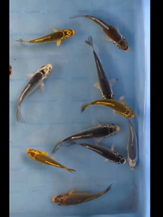 银松叶锦鲤精品日系活体鱼红白三色观赏鱼风水鱼冷水鱼练手鱼