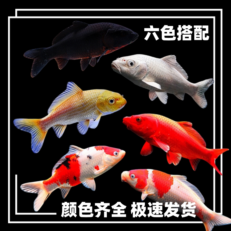 锦鲤鱼苗活鱼观赏鱼精品小鱼苗活体原塘未挑选红白三色锦鲤鱼