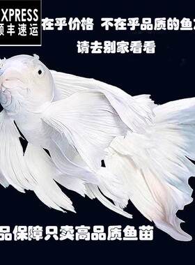 蝴蝶鲤鱼球体短身大鳍长尾冷水鱼锦鲤红色观赏鱼苗活体