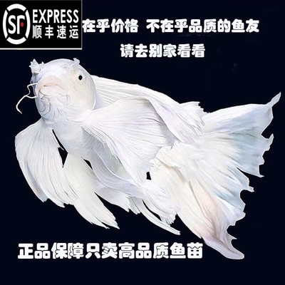蝴蝶鲤鱼球体短身大鳍长尾冷水鱼锦鲤红色观赏鱼苗活体