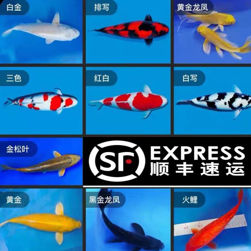 鱼锦鲤活鱼古黄金淡水冷水淡水