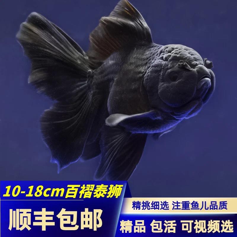 精品泰狮金鱼淡水冷水观赏鱼活体百褶裙黑泰狮红泰狮宠物金鱼国粹