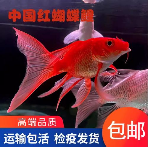 活体红色蝴蝶鲤观赏鱼台湾纯种