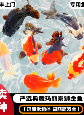 发顺丰严选典藏玛丽泰狮金鱼黑白三色玛丽观赏鱼冷水鱼好养耐活