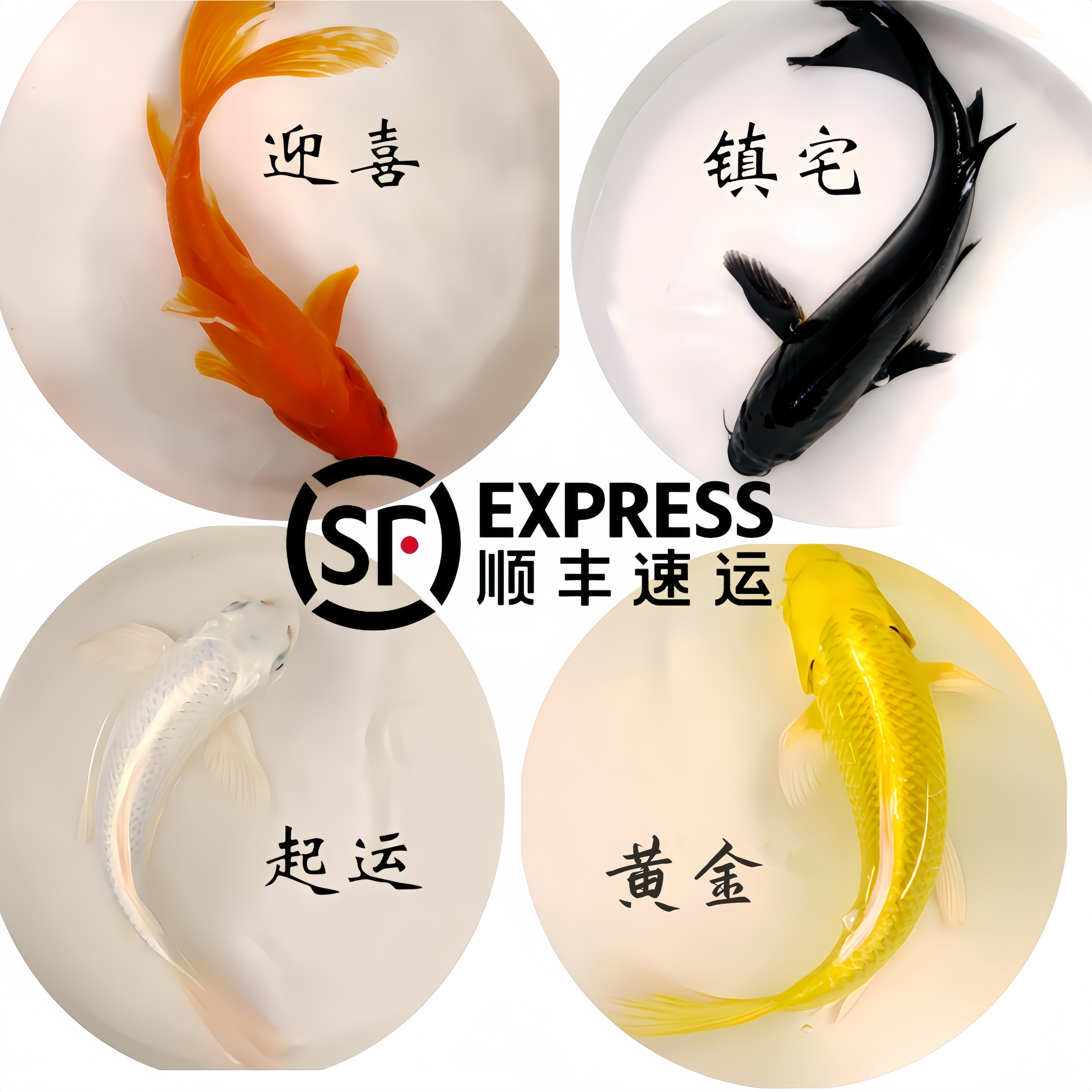 锦鲤活体观赏鱼锦鲤草金鱼冷水鱼黑金锦鲤黄金锦鲤白金锦鲤小型鱼