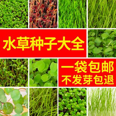 鱼缸造景真草坪草缸水草籽小对叶趴地矮珍珠水草牛毛草碗莲种子