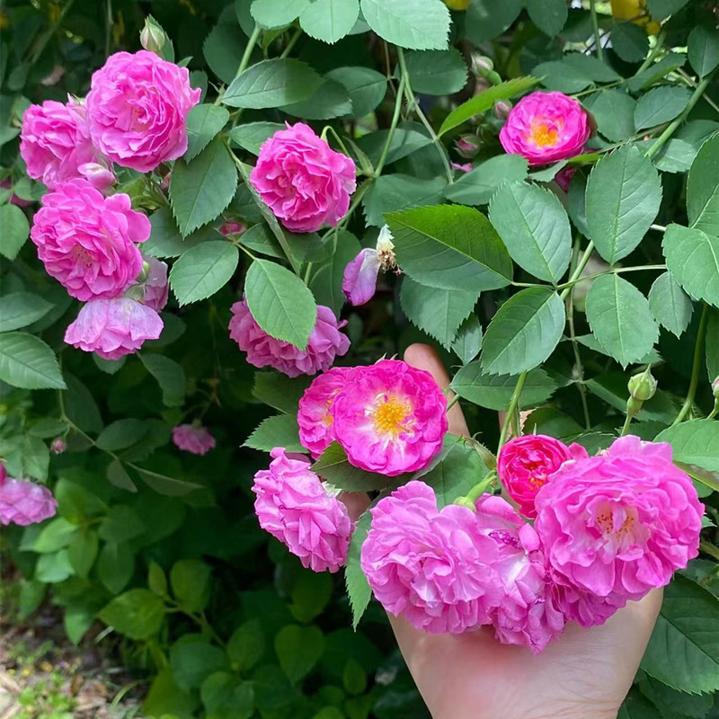 老品种十姐妹蔷薇花苗阳台庭院浓香集群开花卉植物簇花大重瓣多头 鲜花速递/花卉仿真/绿植园艺 月季/蔷薇/玫瑰 原图主图