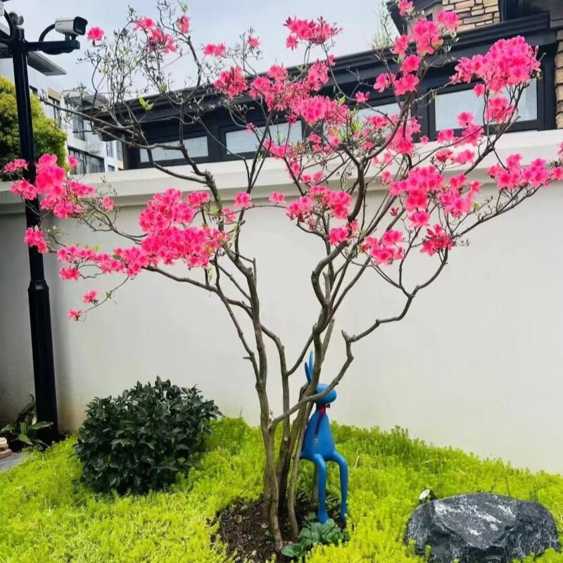 杜鹃花映山红微盆栽好养卉客图片