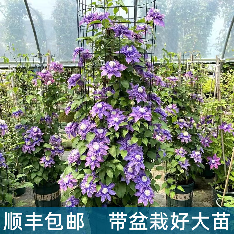 【5加仑大苗】铁线莲爬藤