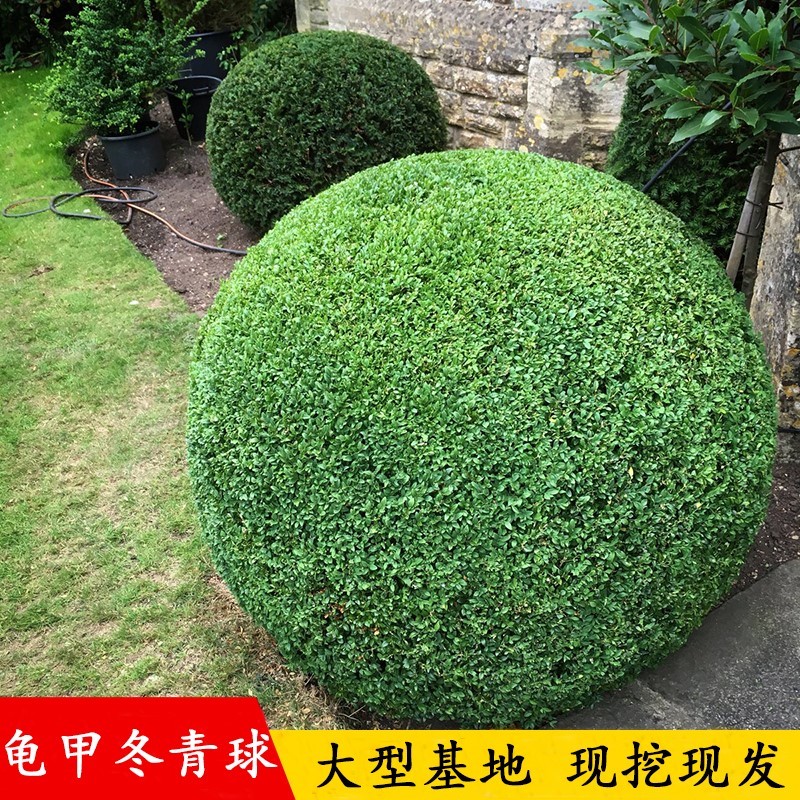龜甲冬青球大小葉黃楊樹苗冬青球樹苗四季常青庭院綠化球形植物