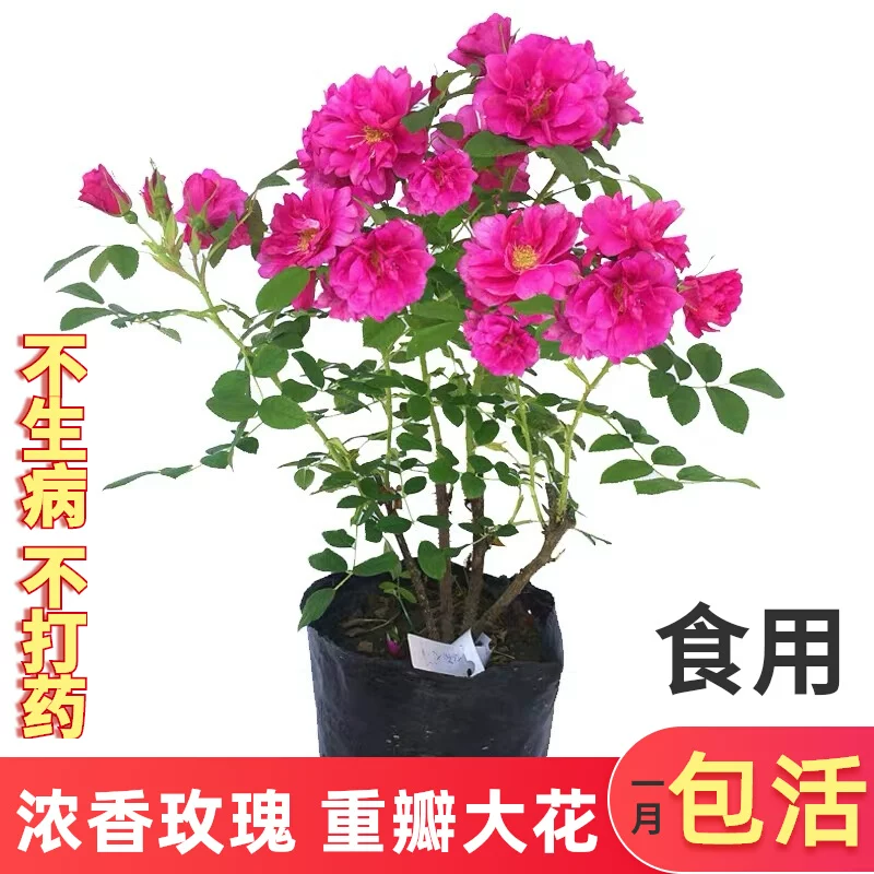 玫瑰花苗大马士革盆栽阳台庭院多季浓香花卉可食用平阴玫瑰绿植 鲜花速递/花卉仿真/绿植园艺 月季/蔷薇/玫瑰 原图主图