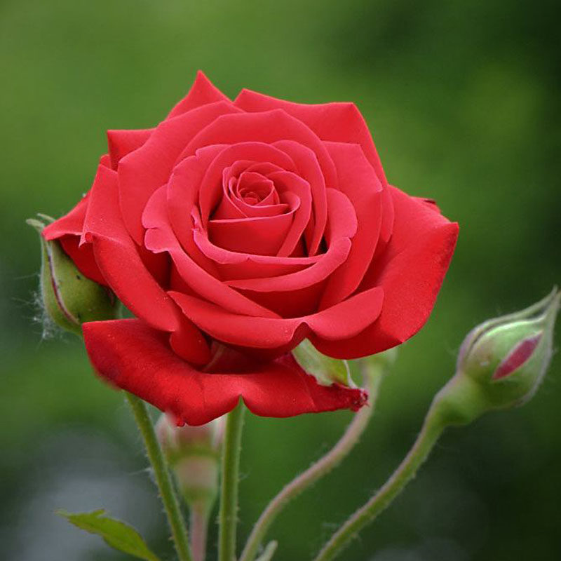 ÷�ʿں���̨��ɫ��Ũ���¼���õ�廨����ͥԺ�ļ���������ֲ�� 93.55Ԫ��5��(��18.71Ԫ/��)