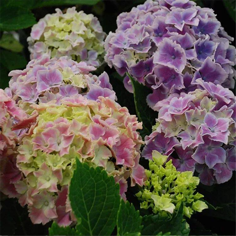 魔幻小丑大花八仙绣球花苗盆栽花边白色庭院阳台多季开花卉绿植物