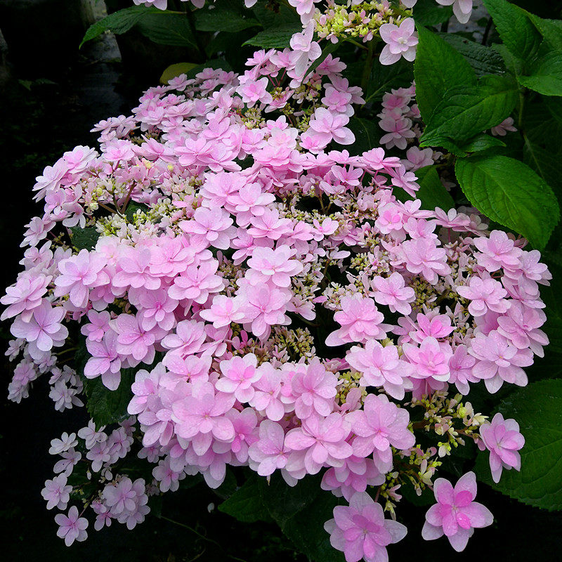 佳澄大花重瓣绣球花大苗盆栽庭院阳台开花植物八仙花可调蓝色