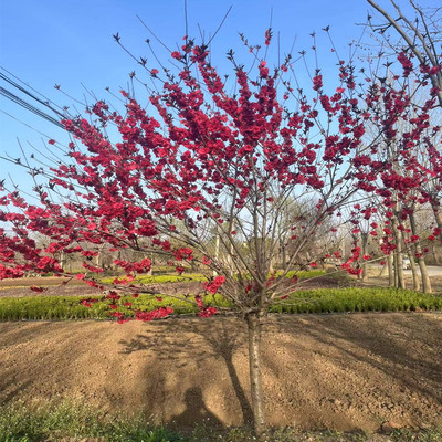 紫叶桃树苗红碧花庭院观赏行