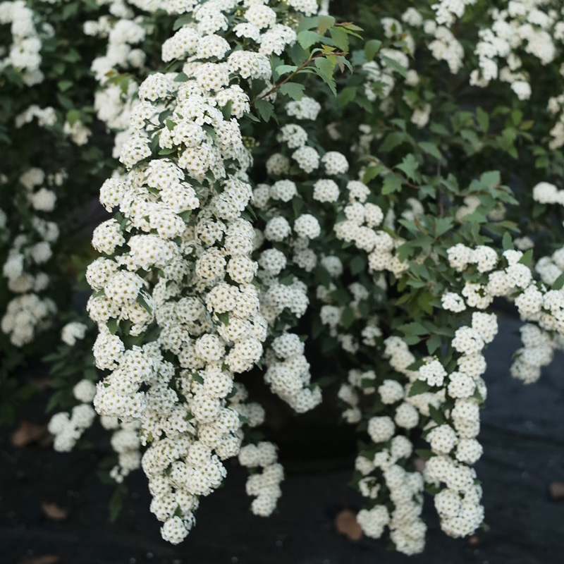 菱叶绣线菊盆栽珍珠梅花期长灌木