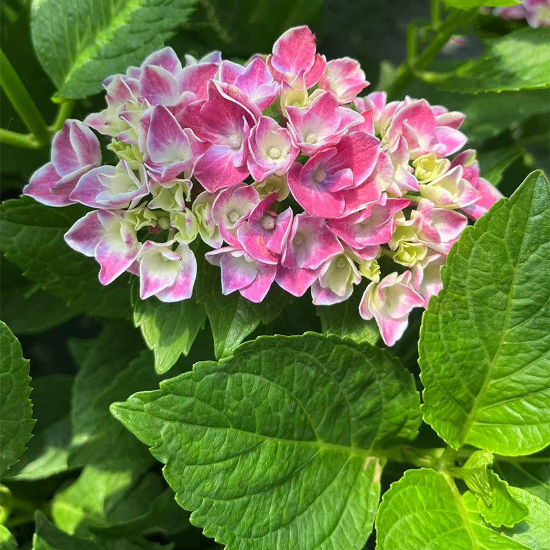 乔猫魔幻精灵绣球花苗盆栽八仙花阳台庭院耐寒植物四季开花卉
