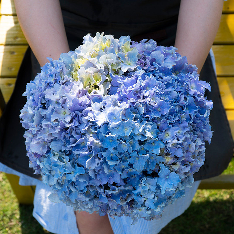 细高跟大花绣球大苗盆栽阳台庭院花园植物易养花球可调色