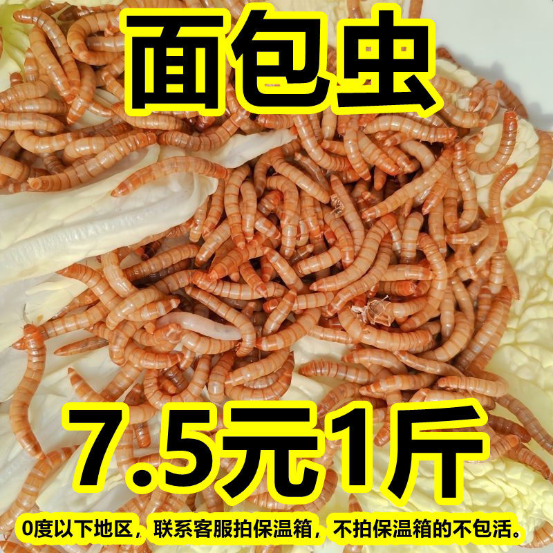 黄粉虫活体面包虫金龙鱼银龙鱼料鸟食乌龟粮食爬宠物钓鱼活体虫子